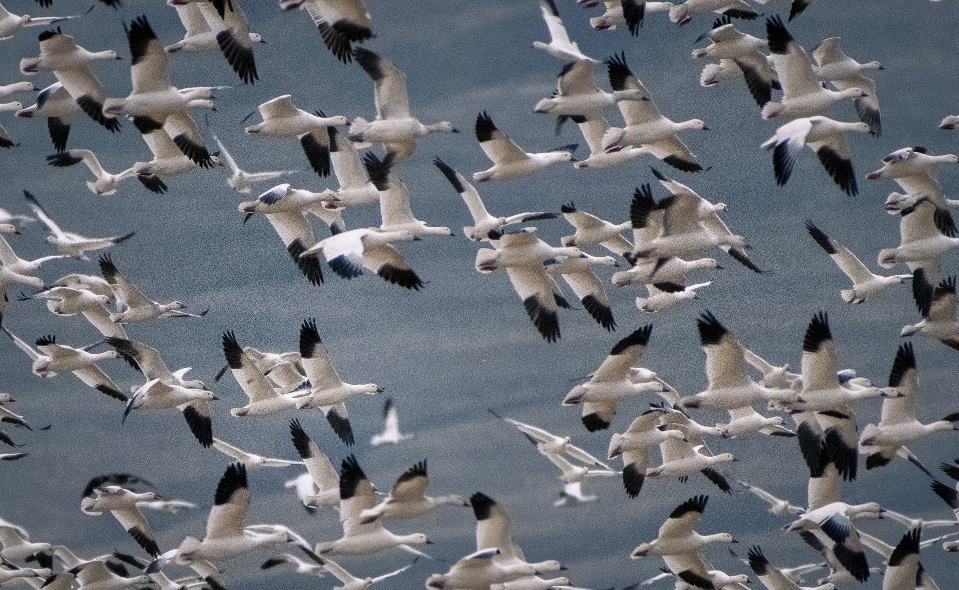 Snow Geese
